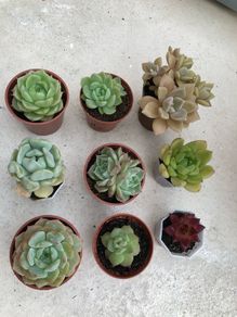 Succulents