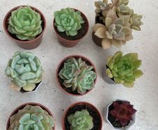 Succulents