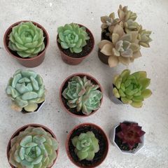 Succulents