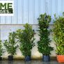 Cherry Laurel - Prunus 2-3ft Image 2