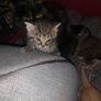 kittens Image 2