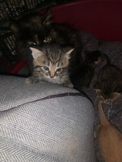 kittens