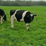 British friesian incalf heifers for sale Image 6