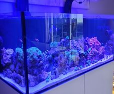 Marine fishtank res sea 350