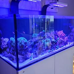 Marine fishtank res sea 350