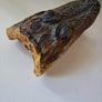 Old preserved alligator head Image 2