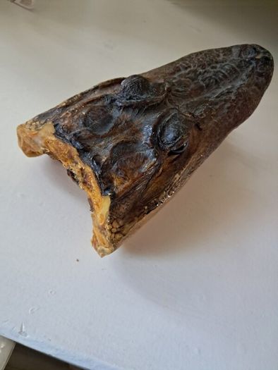 Old preserved alligator head