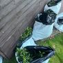Portuguese Laurel Hedging Image 5