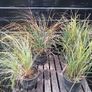 Selection of grasses Image 5