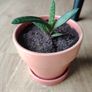 Houseplant- Zebra Haworthia Image 4
