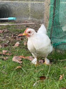 5 wk old pet roosters