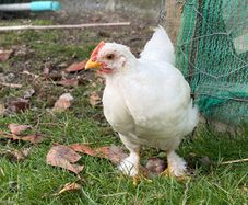 5 wk old pet roosters