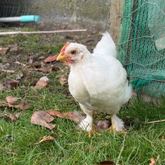 5 wk old pet roosters
