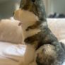Wolf Teddy Bear Image 3