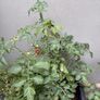 Tomato plant Image 4