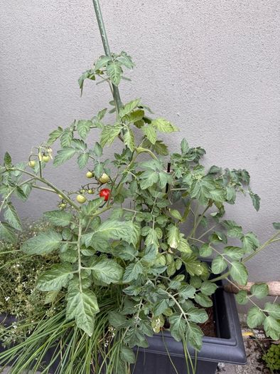 Tomato plant