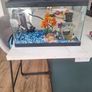 Small Fish Tank Image 2