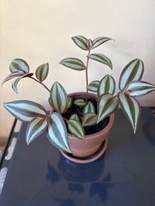 Trdescantia plant