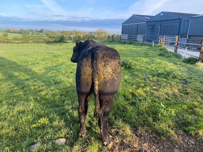 Angus Bull