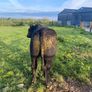 Angus Bull Image 3