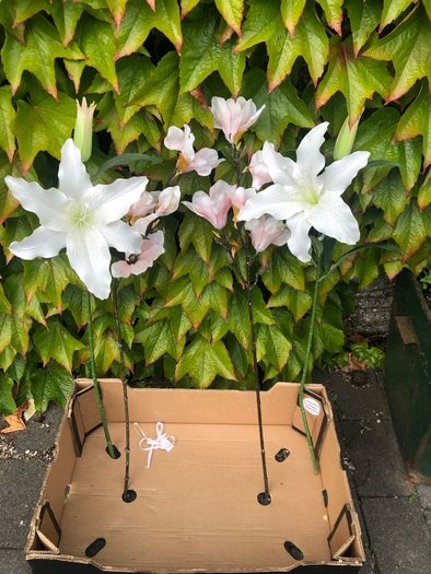 Faux flowers