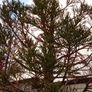 tree Image 3