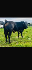 Hybrid Bull  for Sale