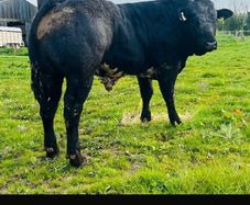 Hybrid Bull  for Sale