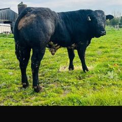 Hybrid Bull  for Sale