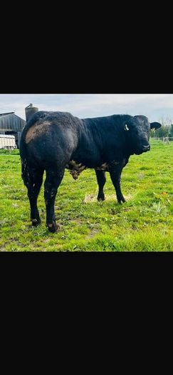 Hybrid Bull  for Sale