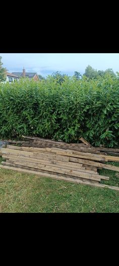 Fire wood