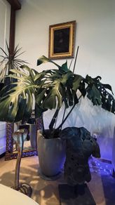 Monstera - large