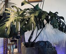 Monstera - large