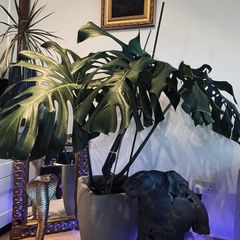 Monstera - large