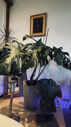 Monstera - large