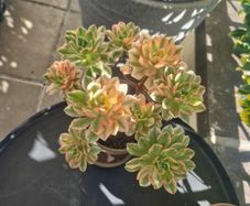 aeonium sweet tea