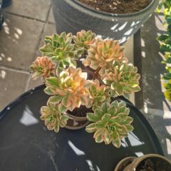 aeonium sweet tea