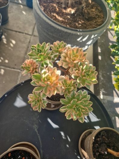 aeonium sweet tea