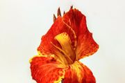 Canna Lilly Beauty of Cleopatra