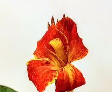 Canna Lilly Beauty of Cleopatra