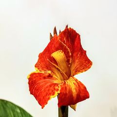 Canna Lilly Beauty of Cleopatra