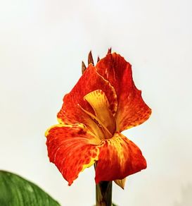 Canna Lilly Beauty of Cleopatra