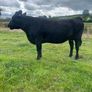 In calf Aubrac cross heifers Image 6