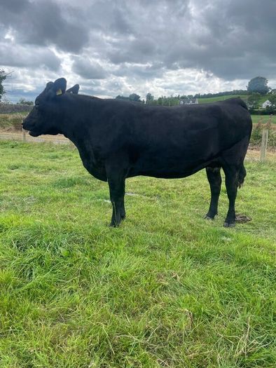 In calf Aubrac cross heifers
