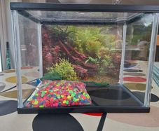 Fish Tank
