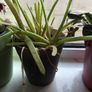 plants Image 3