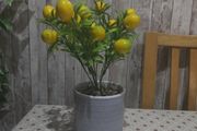 lemon plant