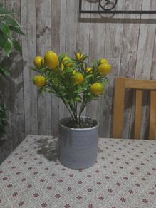 lemon plant