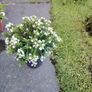 Plant Image 2