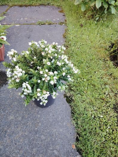 Plant